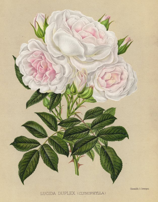 Gül Bahçesi: Lucida Dubleks, Clynophylla by English School