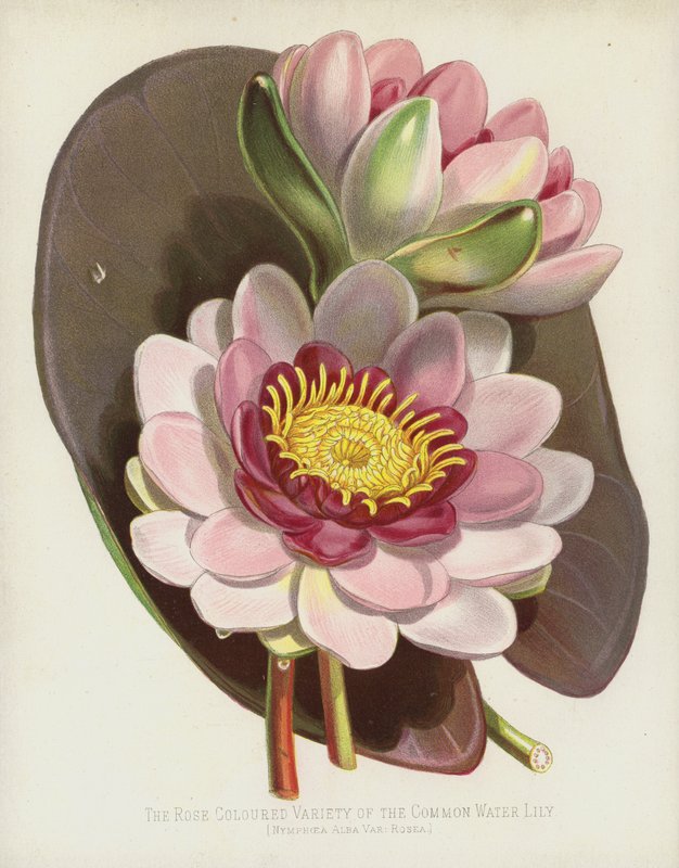 Nilüfer, Nymphaea Alba, var Rosea