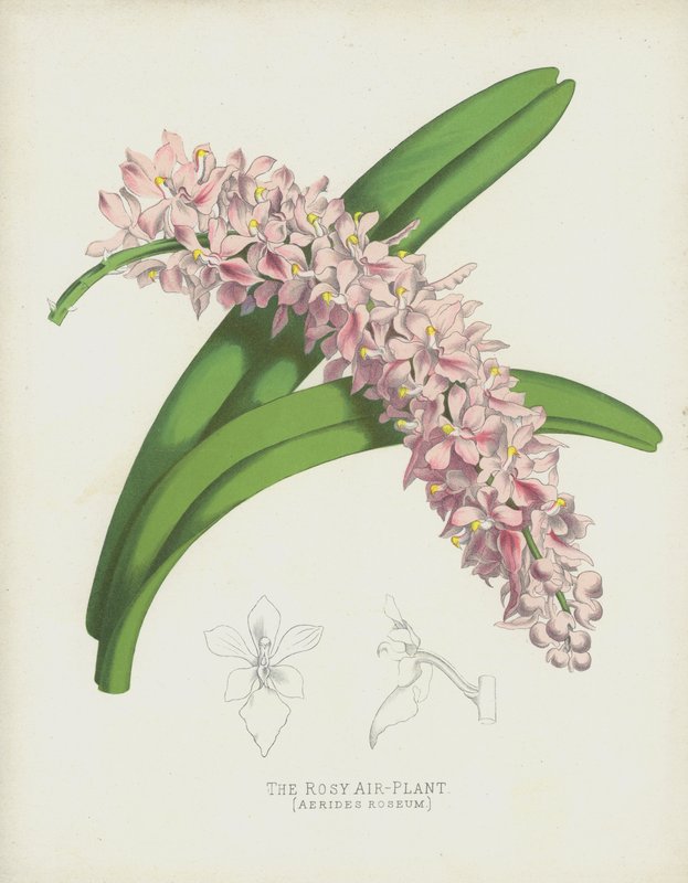 Gül Hava Tesisi, Aerides Roseum by English School