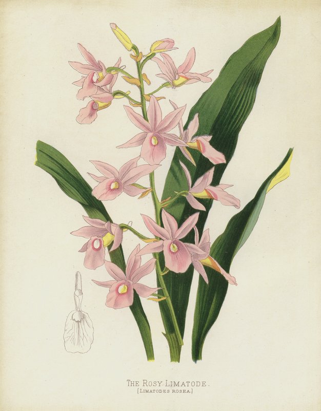 Pembe Limatod, Limatodlar Rosea by English School
