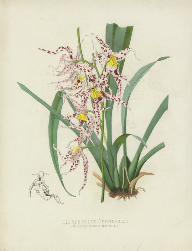 Benekli Odontoglot, Odontoglossum Naevium by English School