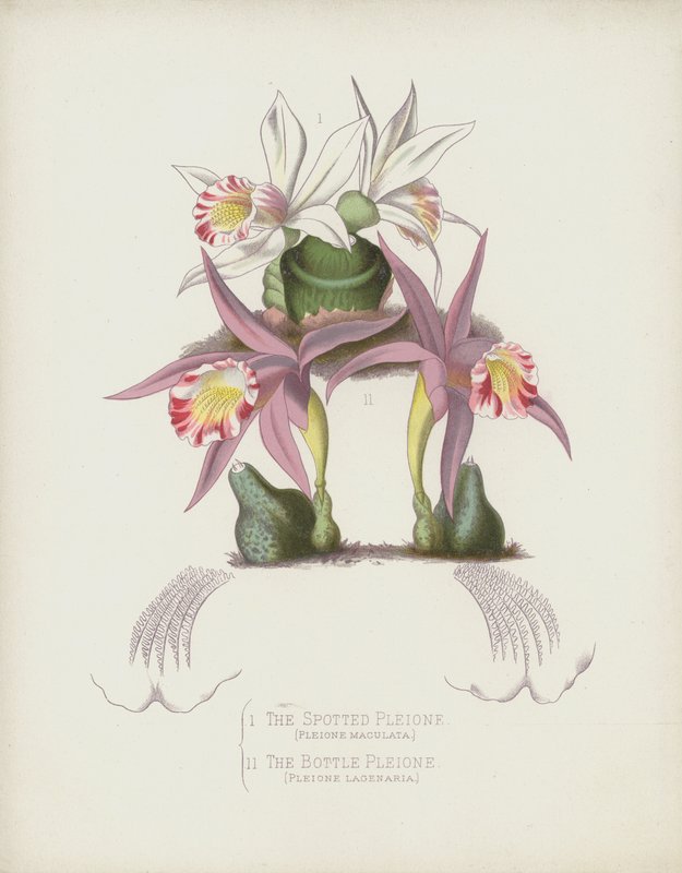 Benekli Pleione, Pleione Maculata; Şişe Pleione, Pleione Lagenaria by English School