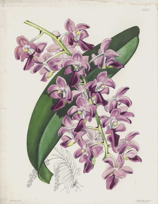 Kalın Yapraklı Hava Tesisi, Aerides Crassifolium by English School