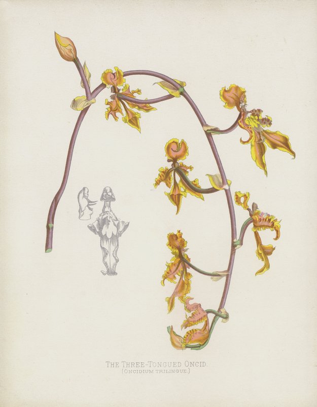 Üç Dilli Oncid, Oncidium Trilingue by English School