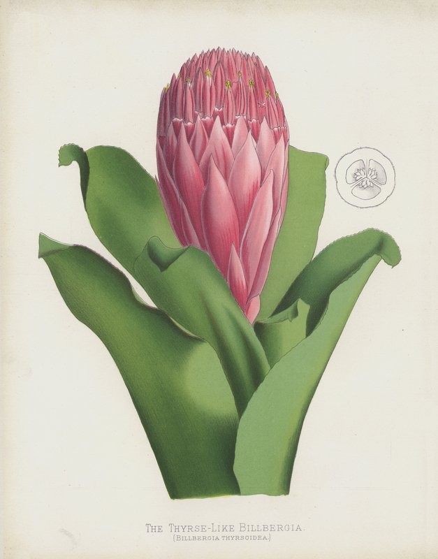 Thyrse Benzeri Billbergia, Billbergia Thrysoidea by English School