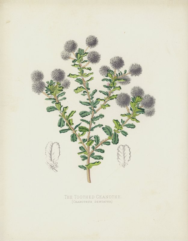 Dişli Ceanothe, Ceanothus Dentatus by English School