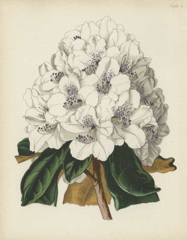 Beyaz Cunningham Rhododendron, Rhododendron Cinnamomeum; var Cunninghami by English School