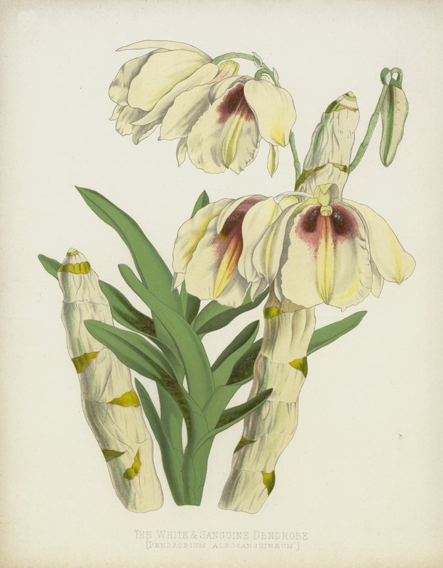 Beyaz ve Sanguine Dendrobe, Dendrobium Albosanguineum by English School