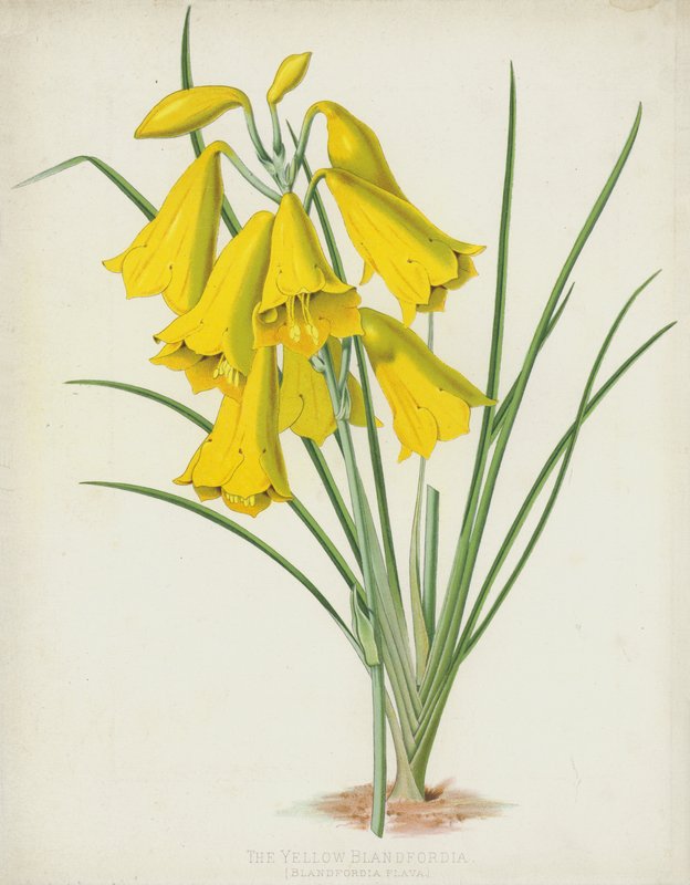Sarı Blandfordia, Blandfordia Flava by English School