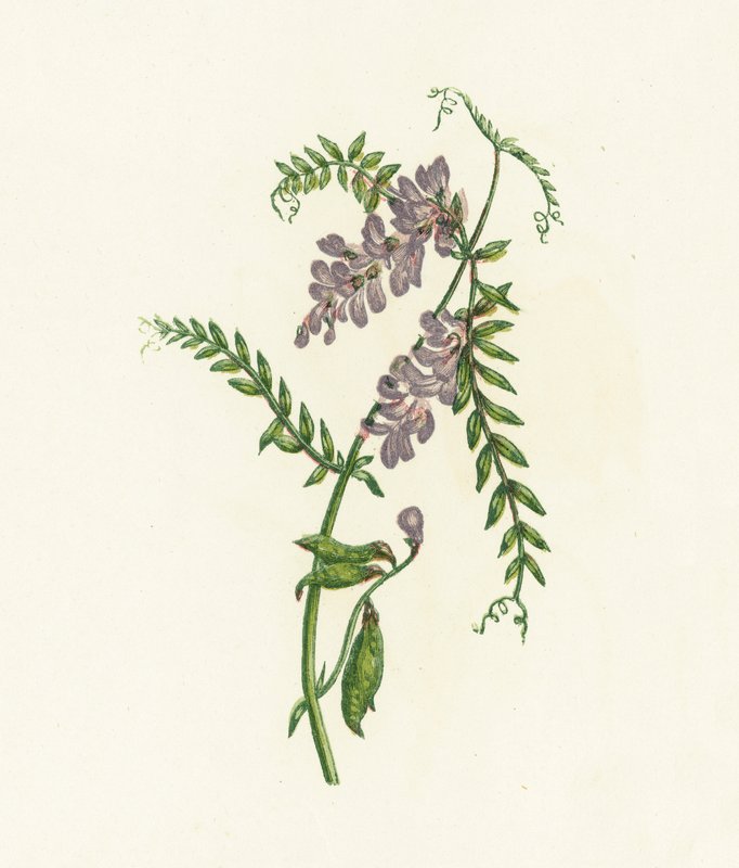 Tepeli Fiğ, Vicia Cracca by English School