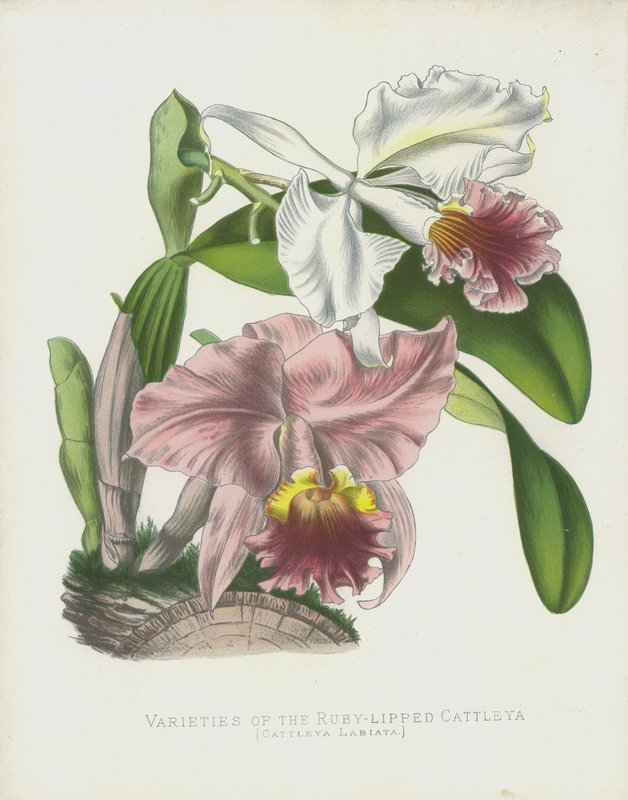Yakut Dudaklı Cattleya Çeşitleri, Cattleya Labiata by English School