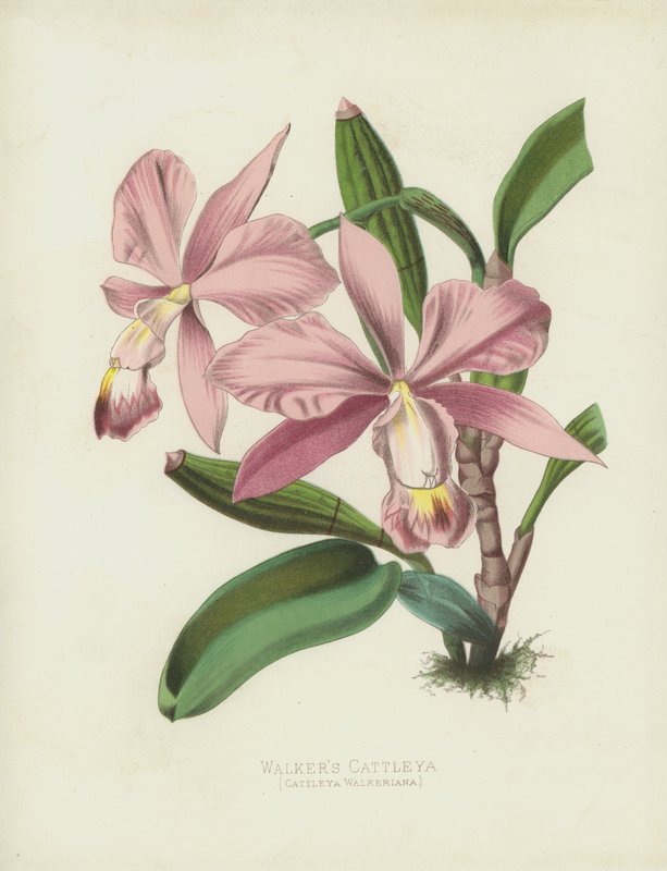 Yürüyüşçüler Cattleya, Cattleya Walkeriana by English School