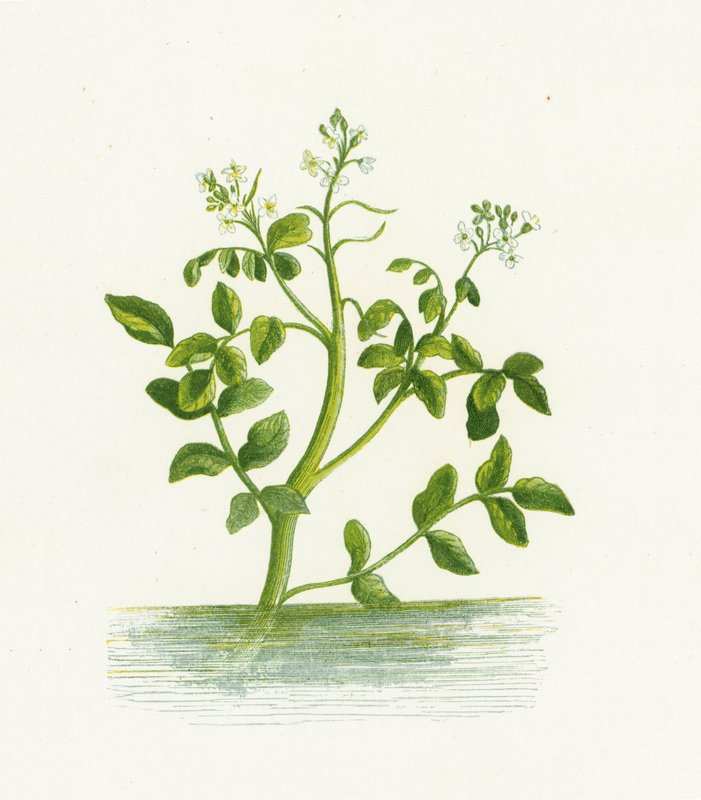 Su Tere, Nasturtium Officinale by English School
