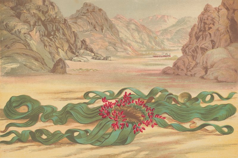Welwitschia mirabilis, Güney Batı Afrika bitkisi by English School