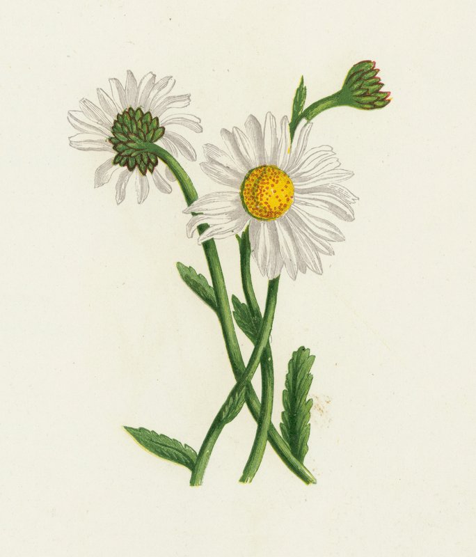 Beyaz Öküz Gözü, Krizantem Leucanthemum by English School