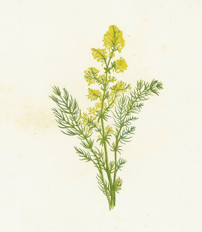 Sarı Saman, Galium Verum by English School