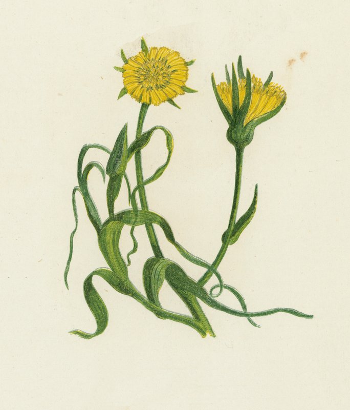 Sarı Keçi Sakal, Tragopogon Pratensis by English School