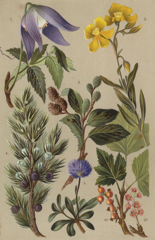 Alp florası by European School