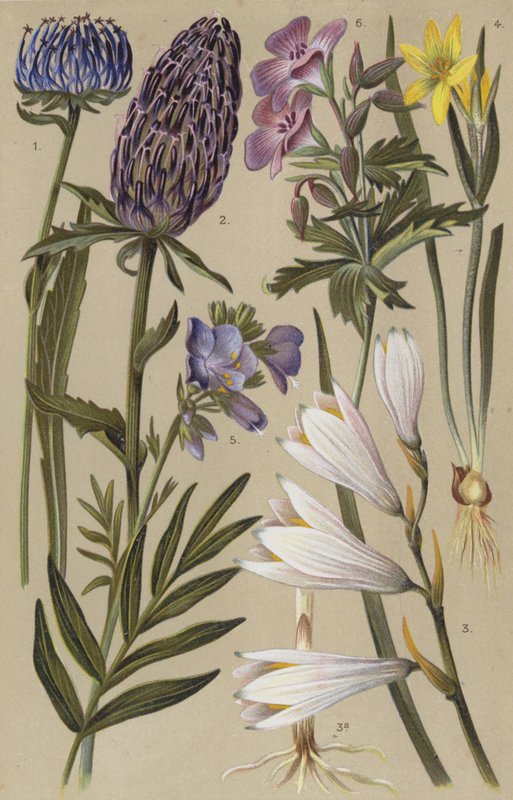Alp florası by European School