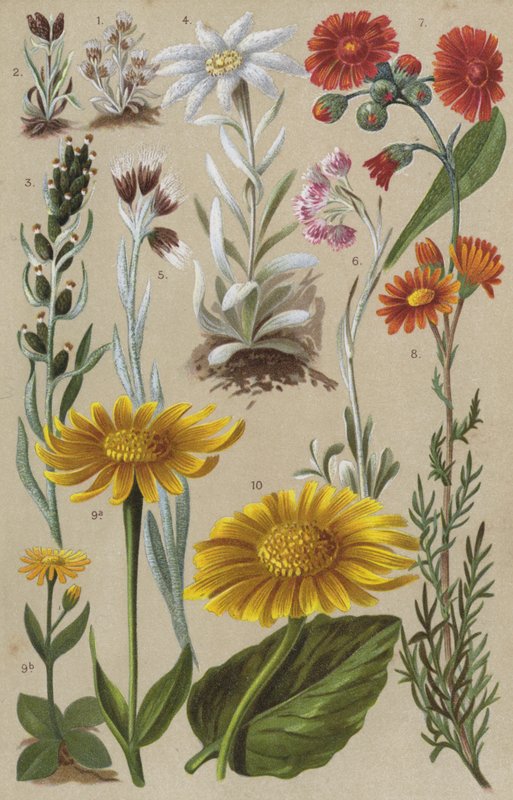 Alp florası by European School