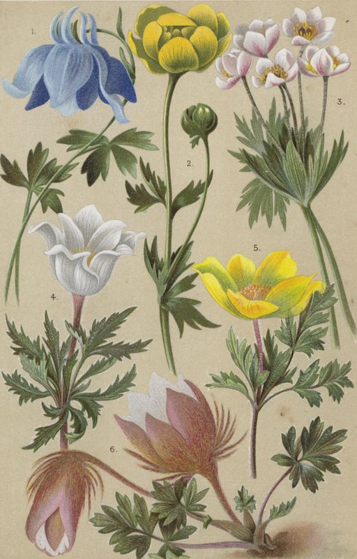 Alp florası by European School