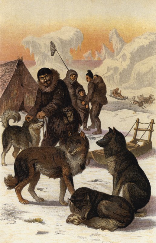 Eskimohund by European School