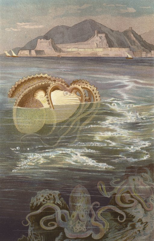 Kağıt-Nautilus by European School