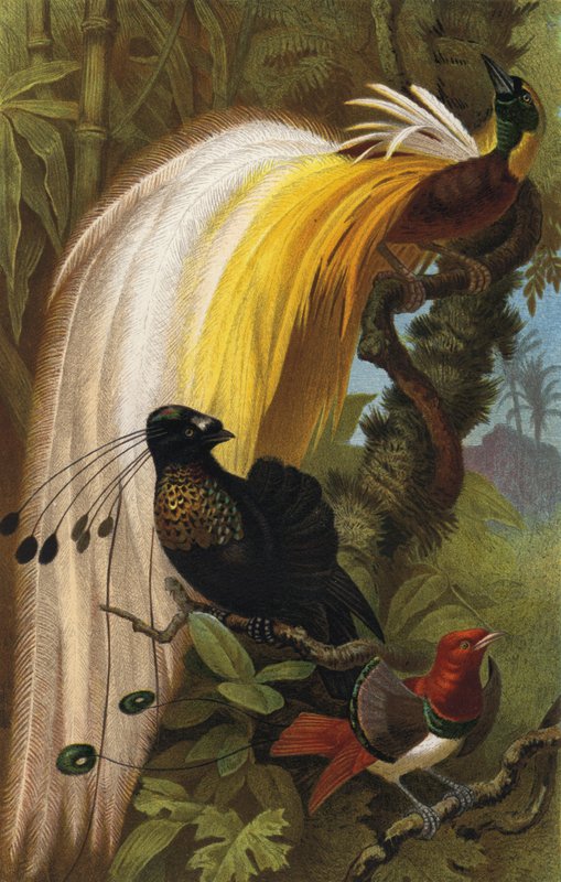Paradiesvogel by European School