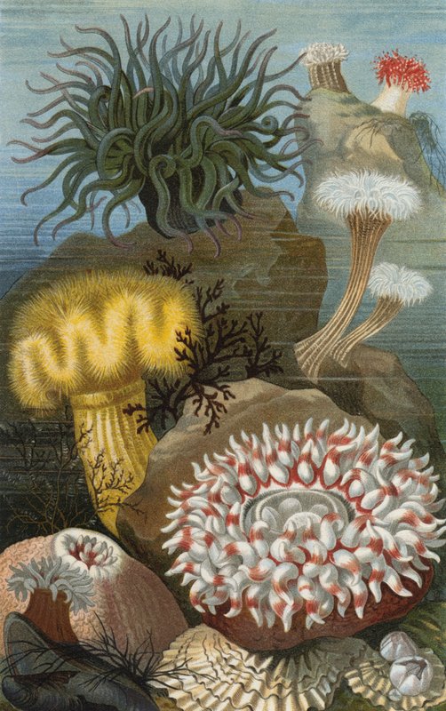 Seeanemonen by European School
