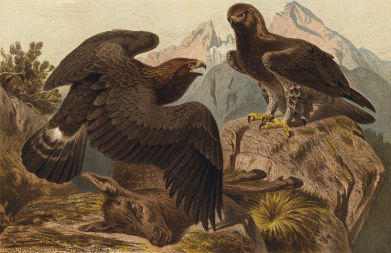 Steinadler by European School