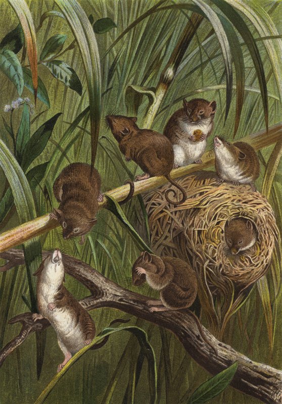 Zwergmaus by European School