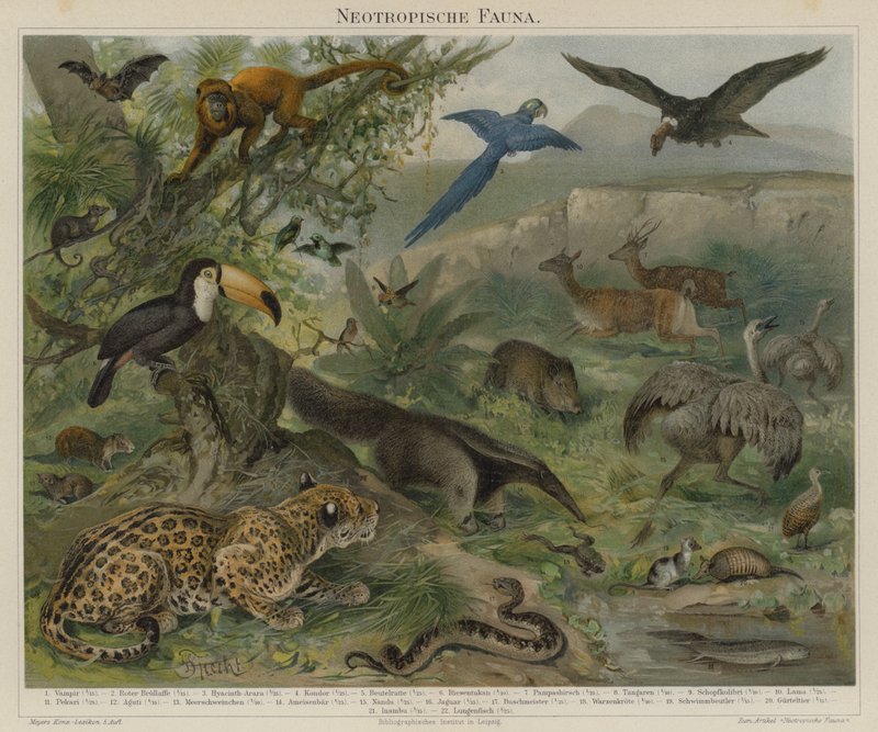 neotropik fauna by German School
