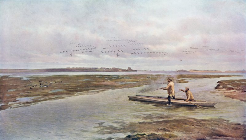 Brent Geese