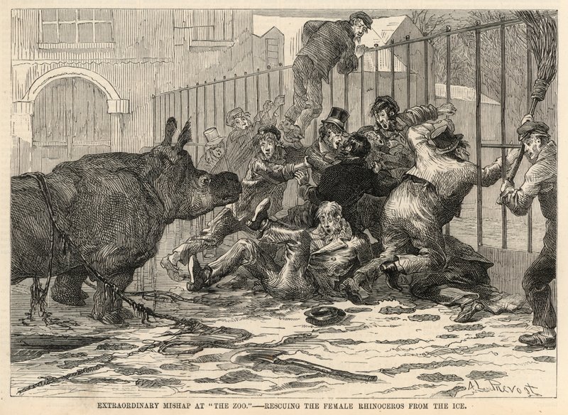 Dişi gergedanı buzdan kurtarmak SH by Abbé Prévost