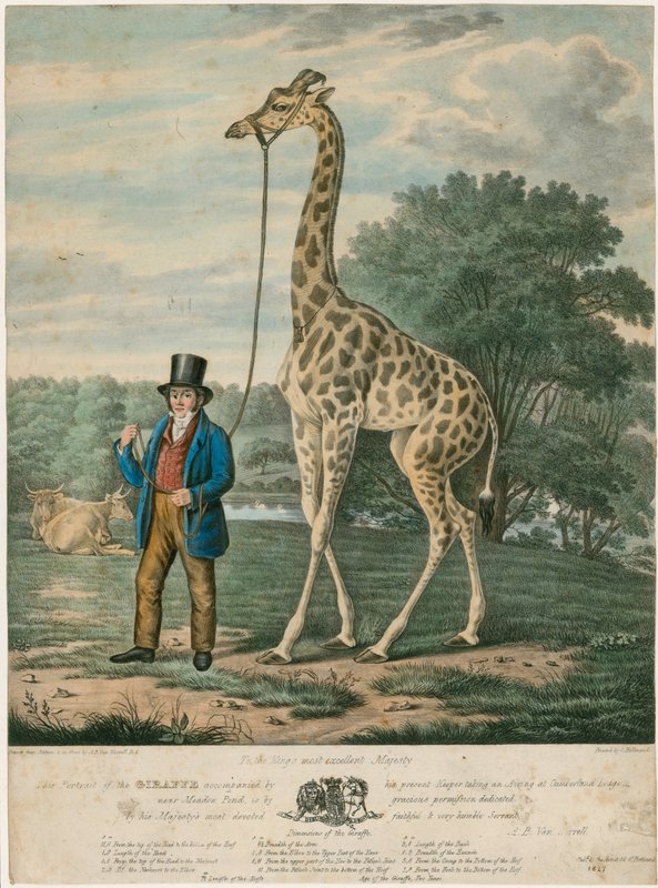 Zürafanın Portresi, 1827 by Abraham Bruiningh van Worrell