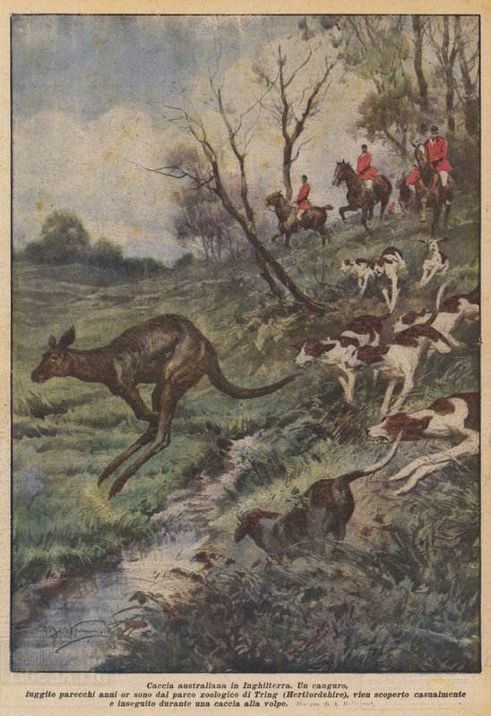 İngiltere'de Avustralya avı by Achille Beltrame
