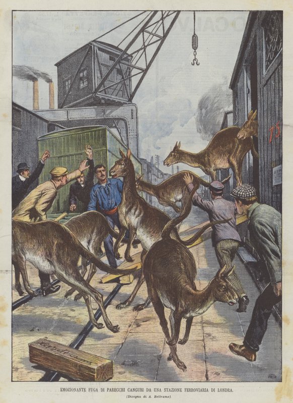 Londra Tren İstasyonundan Birkaç Kangurudan Heyecanlı Kaçış by Achille Beltrame
