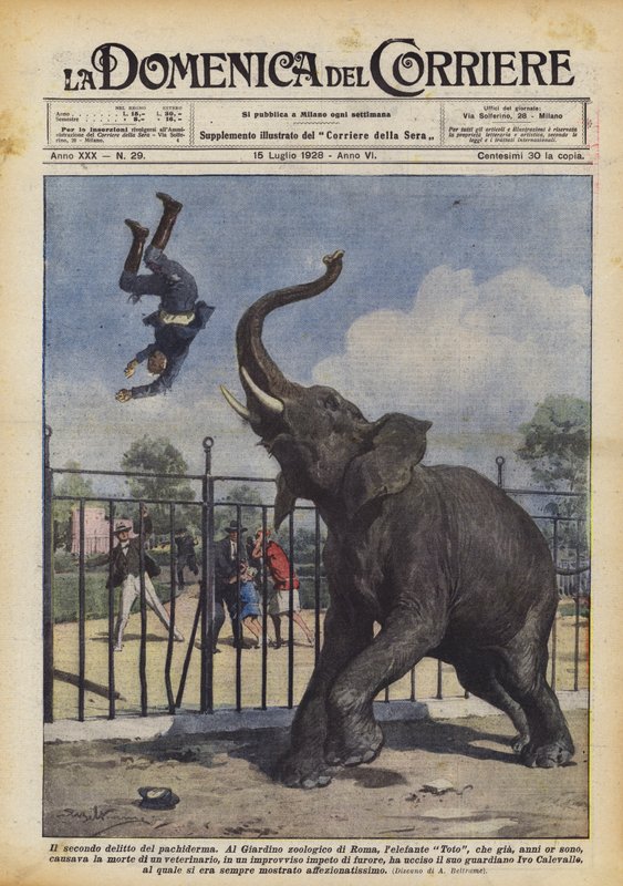 Pachyderm