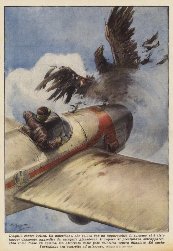 Pervaneye karşı kartal by Achille Beltrame