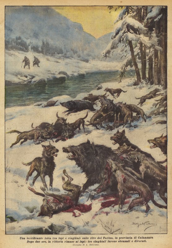 Catanzaro eyaletindeki Tacina kıyılarında kurtlar ve yaban domuzları arasında korkunç bir kavga by Achille Beltrame