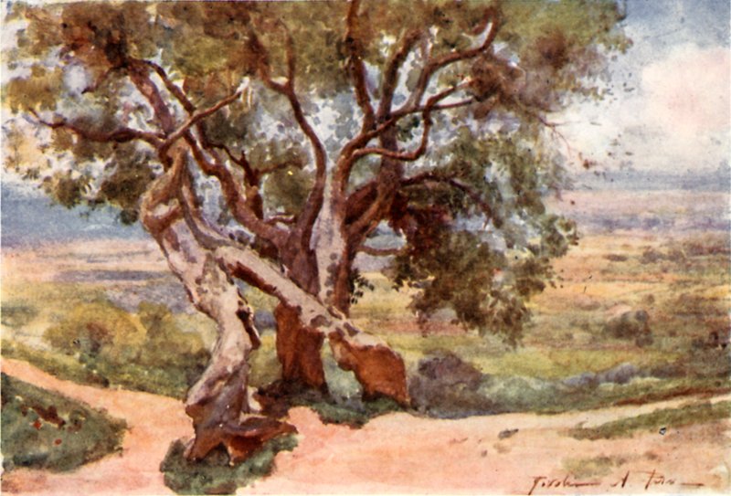 Tivoli