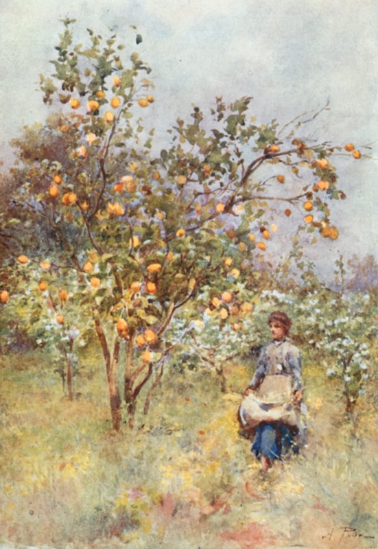 Limon Ağaçları: Bahar by Alberto Pisa