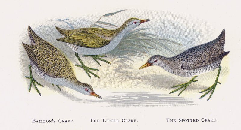 Baillons Crake, The Little Crake, The Spotted Crake  by Alexander Francis Lydon