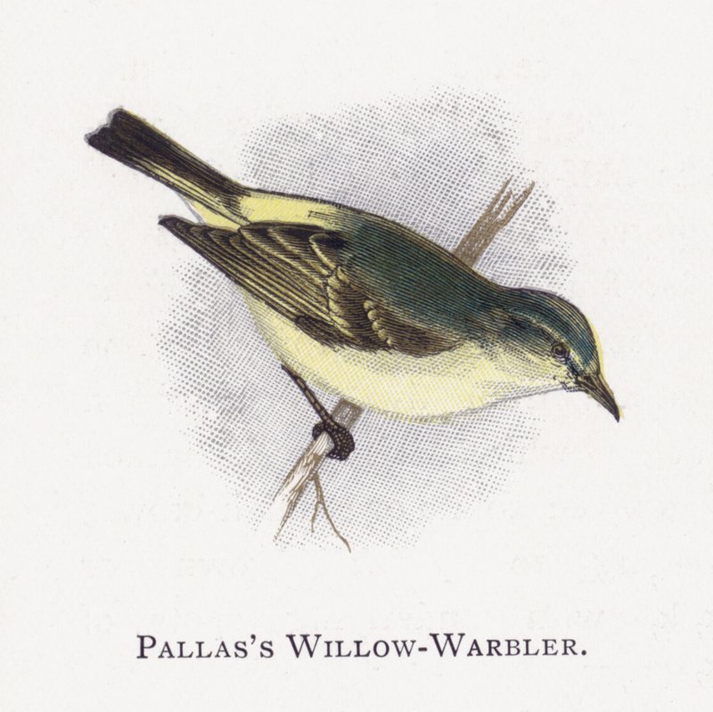 Pallass Willow-Warbler by Alexander Francis Lydon