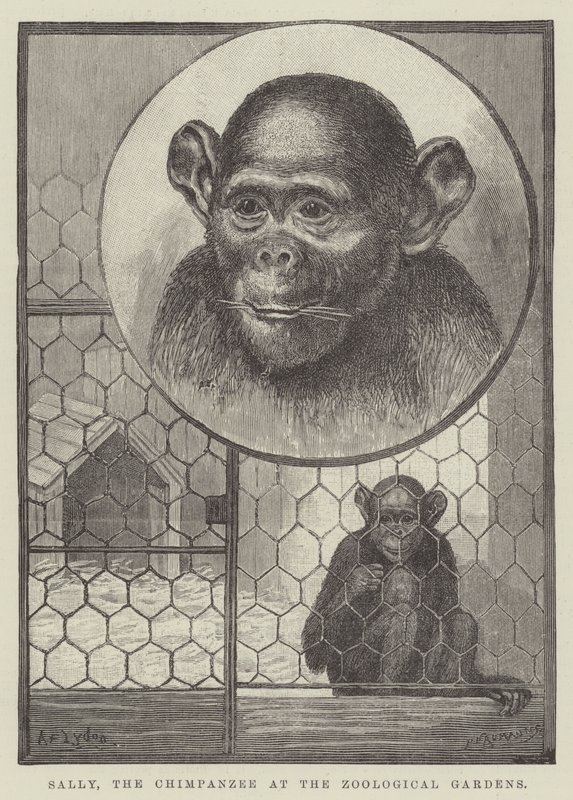 Sally, Zoolojik Bahçelerdeki Şempanze by Alexander Francis Lydon