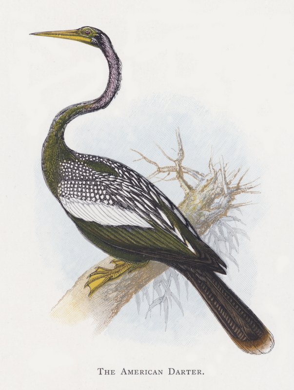 Amerikan Darter by Alexander Francis Lydon
