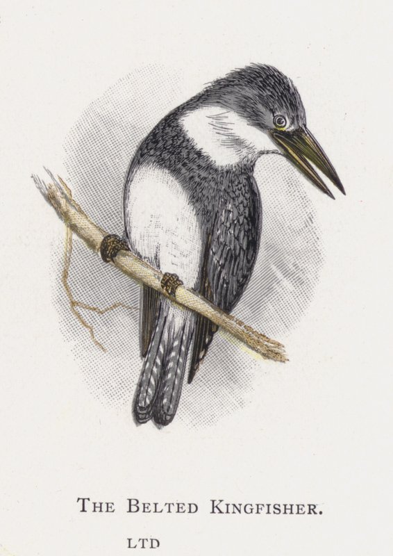 Kuşaklı Yalıçapkını by Alexander Francis Lydon