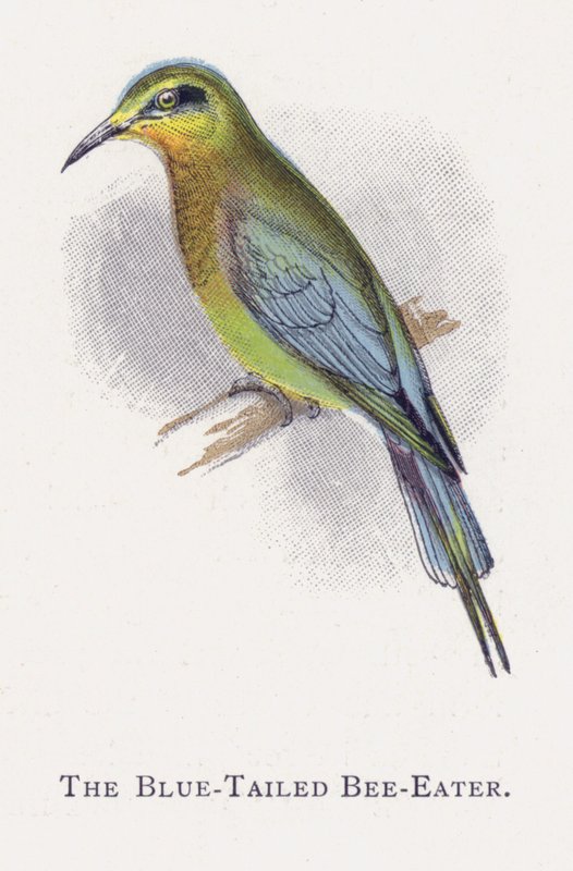 Mavi Kuyruklu Arı Yiyen by Alexander Francis Lydon