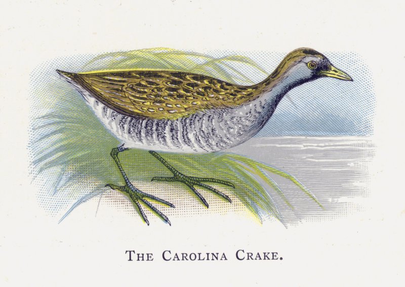 Baillons Crake, Crake Ntoya, Crake yagaragaye i by Alexander Francis Lydon