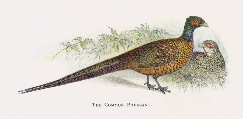 The Common Pheasant  by Alexander Francis Lydon
